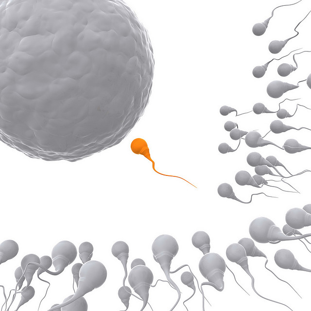 get the facts behind the donor sperm process