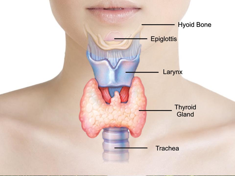 3 Reasons Thyroid Imbalance Can Cause Infertility